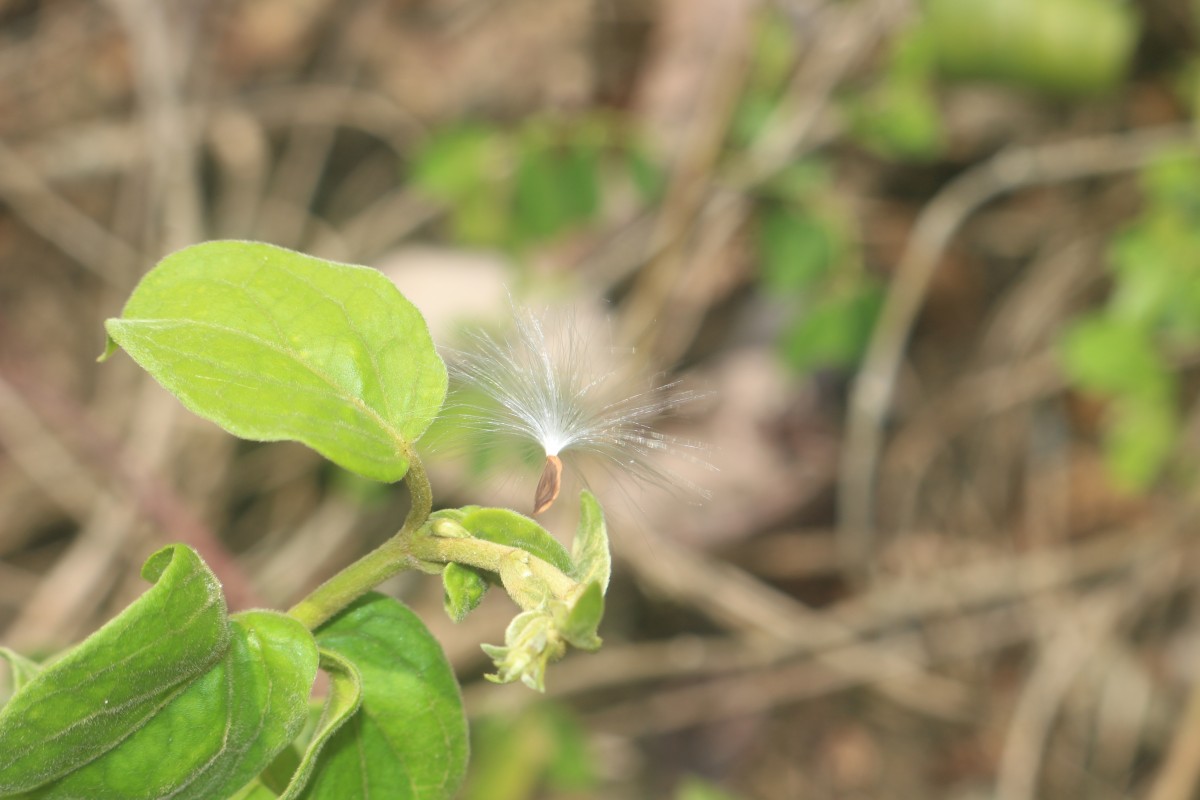 Gymnema sylvestre (Retz.) R.Br. ex Sm.